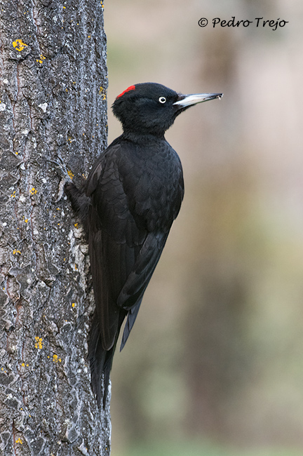 Pito negro (Dendrocopos medius)